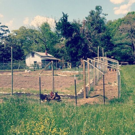 Chicken Moat Around Garden, Chicken Run Around Garden, Chicken Runs Around Garden, Chicken Moat, Chicken Fence, Deer Fence, Chicken Run, Chicken Garden, Building A Chicken Coop