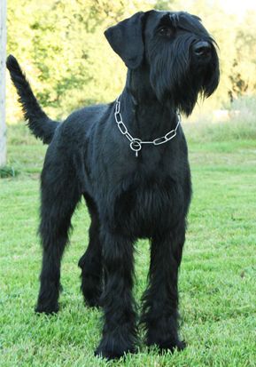 Giant Schnauzer Black Schnauzer, Schnauzer Grooming, Schnauzer Mix, Black Russian Terrier, Standard Schnauzer, Giant Schnauzer, Dog Collar Bows, Schnauzer Dog, Giant Dogs