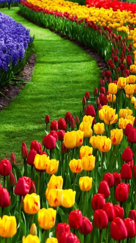 Beautiful Flowers Images, Tulips Garden, Most Beautiful Gardens, Beautiful Flowers Garden, Beautiful Flowers Wallpapers, Beautiful Rose Flowers, Gorgeous Gardens, Beautiful Flowers Pictures, Alam Yang Indah