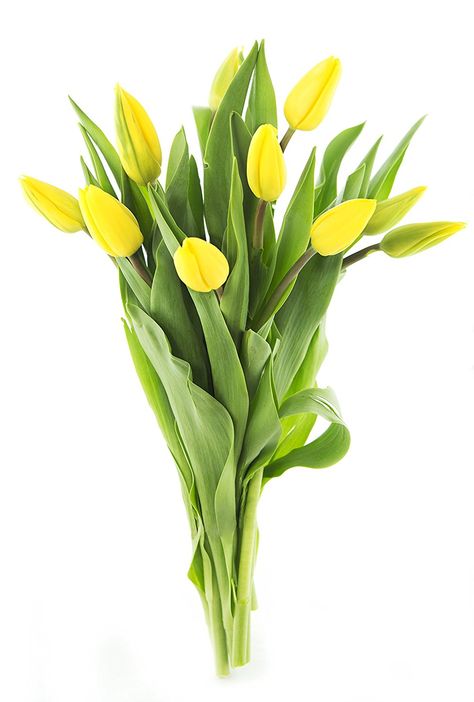 . Tulips Arrangement, Tulip Bouquet, Flower Care, Flower Therapy, Yellow Tulips, Fresh Cut Flowers, Wholesale Flowers, Tulips Flowers, Birthday Flowers