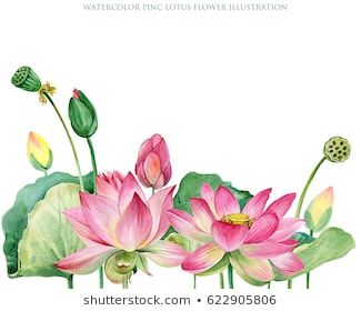 Lotus Flowers Leaves Hand Drawn Watercolor Stock Illustration 1041882475 Pichwai Tree, Kashmir Painting, Outdoor Pot Ideas, Lotus Watercolor, Watercolor Lotus, Watercolor Flower Prints, Lotus Flower Art, Colour Flowers, Watercolor Flowers Tutorial