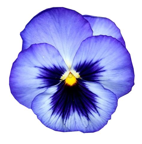 Pansies Drawing, Flower Petals Drawing, Pansy Drawing, Pansy Art, Pansy Tattoo, Blue Pansies, Minimal Tattoo Designs, Minimal Tattoo Ideas, Blue Pansy