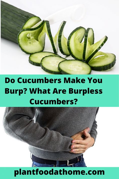 Why are Burpless Cucumbers called burpless? Does cucumber really make you burp? #burpless #cucmber Burpless Cucumber, Cucumber Varieties, Cucumber Trellis, Edible Gardens, Digestive Problems, Vegetable Garden Tips, Zucchini Squash, Sustainable Community, Garden Harvest