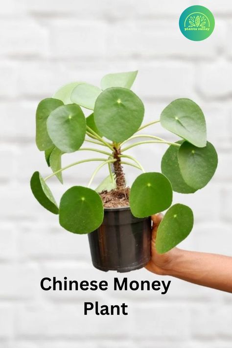 Chinese Money Plant Propagate Chinese Money Plant, Pruning Plants, Pilea Peperomioides, Plant Pests, Chinese Money Plant, Money Plant, Plant Diseases, Propagating Plants, Green Beauty