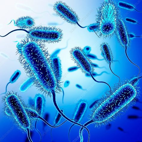 Illustration of Escherichia coli bacteria. Bacteria Under Microscope, Bacteria Illustration, E Coli Bacteria, Microscopic Photography, Escape The Night, Microscopic Images, Infection Control, Foreign Language Learning, Shadow Photos