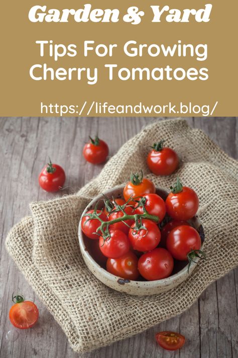 Garden And Yard - Tips For Growing Cherry Tomatoes Growing Cherry Tomatoes, Tomato Fertilizer, Cherry Tomato Plant, Growing Tomatoes In Containers, Soil Texture, Compost Tea, Canning Tomatoes, Tomato Vegetable, Home Vegetable Garden