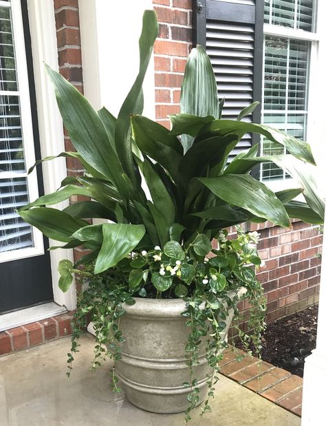 Cast iron plant, begonia, periwinkle in concrete Campania front porch planter. Cast Iron Plant Outdoor, Cast Iron Plant Landscaping, Cast Iron Planters, Front Porch Plants, Front Porch Planters, Cast Iron Plant, Porch Plants, Porch Planters, Container Garden Design