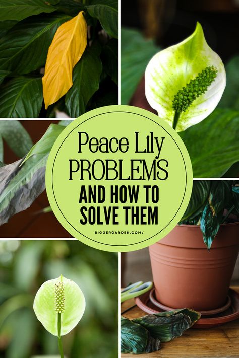 Fix common Peace Lily plant problems with expert Peace Lily care tips. Whether it's about Peace Lily flowers or general lily plant care, this guide will help keep your household plants in top shape. Peace Plant Care, How To Care For Peace Lily Plant, Peace Lily Care Indoor, Day Lilies Care, Peace Lily Plant Care, Peace Lily Flower, Lilly Plants, Plant Leaves Turning Brown, Colorado Flowers