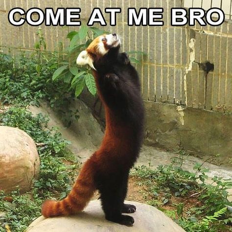 Come at me bro! Red Panda edition. | Red Pandas | Pinterest ... Funny Red Panda Pictures, Red Panda Reaction Pic, Panda Meme, Solo Pfp, Red Pandas, Panda Funny, Trash Panda, Favorite Animal, Silly Animals