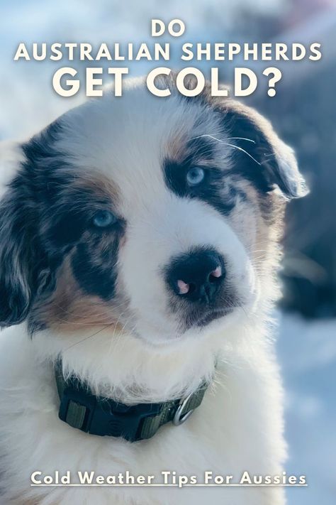 Australian Shepherd Training, Mini Aussie, Dog Tips, Australian Shepherds, Cat Pictures, Australian Shepherd, Training Your Dog, Cat Pics, The Winter