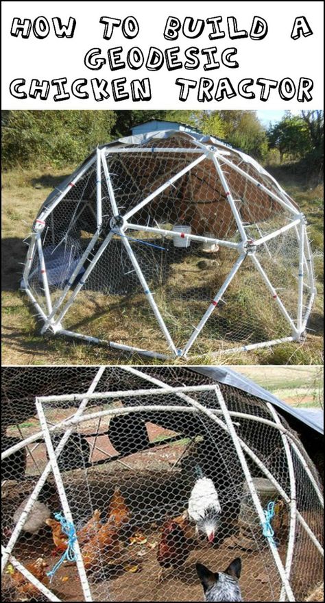 Need a chicken coop? Why not build your chooks a geodesic chicken coop? Geodesic Dome Chicken Coop, Dome Chicken Coop, Pvc Chicken Coop, Chicken Habitat, Diy Coop, Diy Fort, Chicken Barn, Chicken Tractors, Chicken Tractor