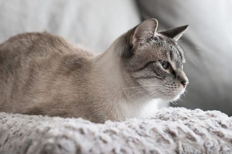 The Best Cat Beds (According to Our Cats) for 2021 | Reviews by Wirecutter Paw Care, Pet Items, Cat Ball, Natural Antibiotics, Senior Cat, Cat Beds, Cat Garden, Great Cat, Cat Scratcher