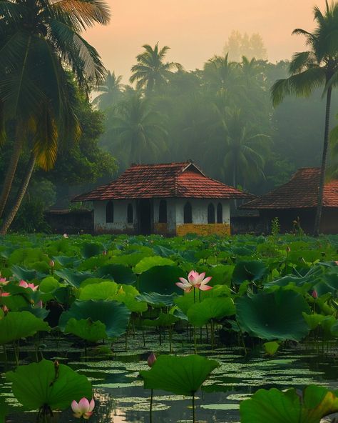 A peaceful lotus pond in a traditional Kerala village at misty sunrise. #MistySunrise #LotusPond #KeralaVillage #SereneNature #GoldenHour #RuralBeauty #NatureAtDawn #TranquilScene #VillageLife #DucksInPond #LotusFlowers #NatureLovers #KeralaVibes #MistyMorning Kerala Village Life, Kerala Village, Misty Sunrise, Lotus Pond, Village Life, Lotus Flower, Architecture Details, Kerala, Lotus