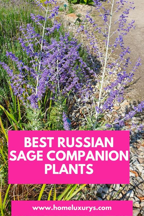 Russian Sage And Roses, Russian Sage And Boxwood, Russian Sage Garden Landscape Design, Russian Sage In Garden, Russian Sage Hydrangea Landscaping, Russian Sage And Lavender, Hydrangea And Russian Sage, Companion Plants For Russian Sage, Russian Sage Front Yard