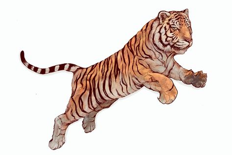 Drawing Of Anime, Jumping Tiger, Tiger Roar, Angry Tiger, Tiger Vector, Tiger Roaring, Feet Drawing, Dc Logo, Angry Animals