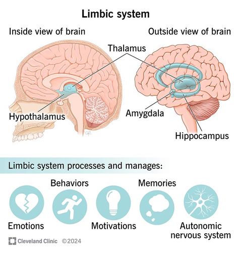 Scientific Method Worksheet, Deep Brain Stimulation, Neurological System, Brain Structure, Limbic System, Autonomic Nervous System, Social Behavior, Cleveland Clinic, Scientific Method