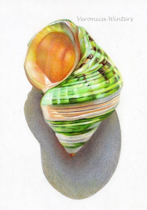 -Green Pretty painting idea. Ocean watercolor painting with black flowers on left side . shell with pink gold inside . Seashell Color Pencil Drawing, Drawings Of Seashells, Shell Drawing Realistic, Shell Drawing Colour, Shell Drawing Pencil, Ocean Watercolor Painting, Shell Paintings, Colored Pencils Drawing, Shell Drawing