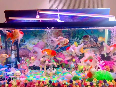 My fish tank Kawaii Fish Tank, Fish Perspective, Aquarium Reference, Fish Tank Aesthetic, Tank Aesthetic, Aesthetic Fish, Kawaii Fish, Tank Terrarium, Goldfish Aquarium