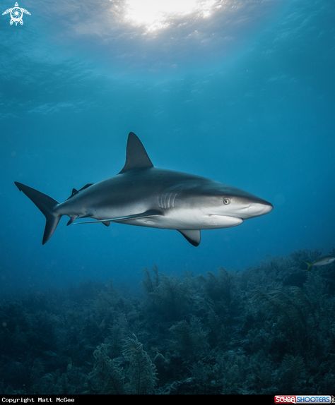 Caribbean Reef Shark  in Grand Bahama Island -  Bahamas Caribbean Reef Shark, Greenland Shark, Grey Reef Shark, Types Of Sharks, Shark Photos, Shark Pictures, Beautiful Ocean Pictures, Animal Conservation, Underwater Painting