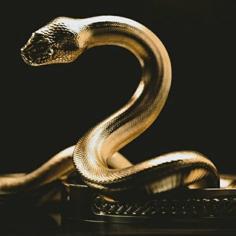 Black And Gold Aesthetic, Golden Snake, Snake Art, Golden Goddess, Gold Aesthetic, Gold Snake, Dark Gold, Drawing Tips, Dark Art