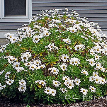 On Cape Cod we love our Montauk daisies. In the rest of the country this perennial is more commonly called Nippon daisy, from its botanical name: Nipponanthemum nipponicum. Since this plant thrives on the eastern tip of Long Island it has also come to be called Montauk daisy. No matter what you call it, we… Montauk Daisy, Full Sun Perennials, Vertical Planter, Sun Perennials, Flower Gardening, Landscape Fabric, Garden Path, Soil Improvement, Drought Tolerant Plants