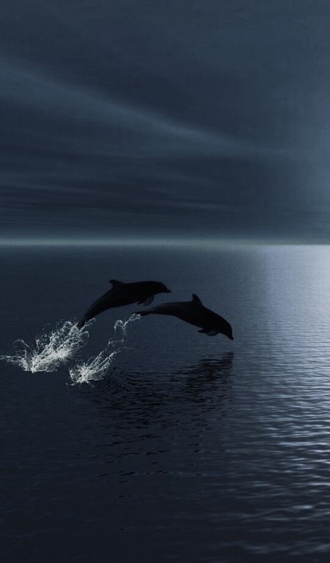 Ocean Animals Aesthetic, Aesthetic Dolphin, Dolphin Photography, Ocean Creatures Art, Coastal Wallpaper, Ocean Pictures, Ocean Wallpaper, Ocean Vibes, Art Wallpaper Iphone