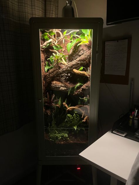 Nature gecko vivarium terrarium spider wood bioactive plants Curio Cabinet Terrarium, Diy Frog Terrarium, Ikea Cabinet Terrarium, Bioactive Crested Gecko Enclosure, Ikea Vivarium, Gecko Terrarium Diy, Diy Terrarium Reptile, Diy Crested Gecko Enclosure, Crested Gecko Enclosure Ideas