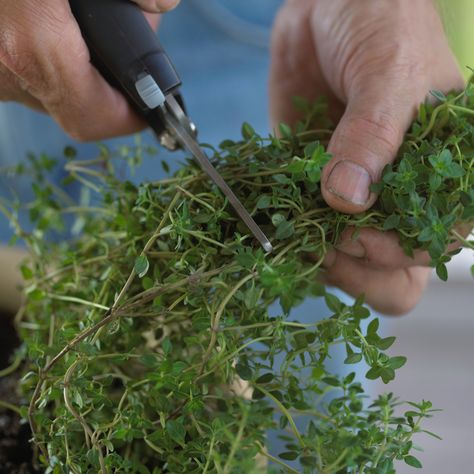 Harvest Thyme, Chives Plant, Potted Plants Patio, Thyme Plant, Backyard Food, Thyme Flower, Thyme Recipes, Herb Garden In Kitchen, Harvesting Herbs