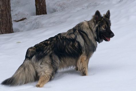 American Alsatian, Dire Wolves, Big Dawgs, American Indian Dog, Shiloh Shepherd, Alsatian Dog, Spitz Dog, Big Dog Breeds, Adorable Dogs