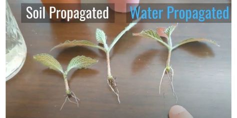 Fittonia (Nerve Plant) Propagation | Soil vs Water Propagating Nerve Plant, Propagate Nerve Plant, Nerve Plant Propagation, Fittonia Propagation, How To Propagate Syngonium, Propagate English Ivy In Water, Syngonium Propagation In Water, Zz Plant Propagation Water, Syngonium Wendlandii Care