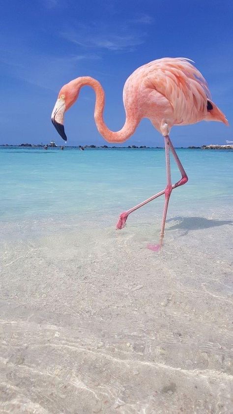 Flamingo Fashion, Flamingo Pictures, Flamingo Photo, Flamingo Wallpaper, I'm Not Perfect, Flamingo Painting, Flamingo Beach, Flamingo Art, Today Is My Birthday