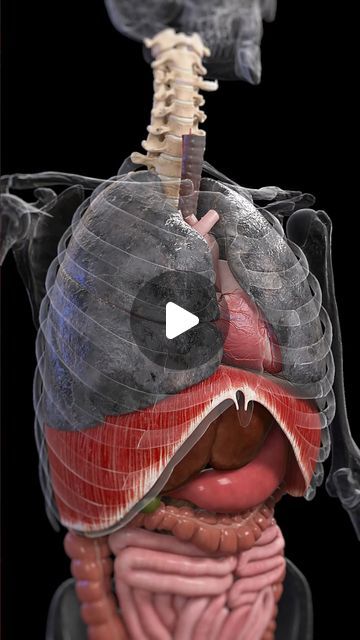 Lungs Anatomy, Smokers Lungs, Science Anatomy, Lung Anatomy, Gulf Countries, Human Lungs, Lung Health, Lung Infection, Lung Transplant