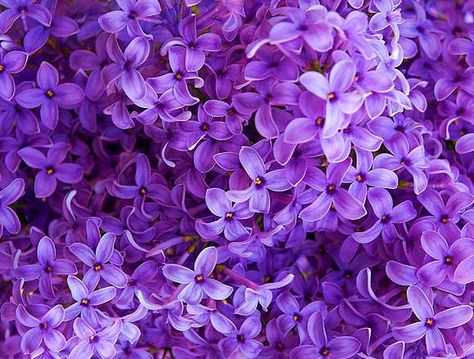 Deep purple lilacs. No idea who's work this is, I'd love to know. Theme Rp Soft Purple, Flowers Pastel, Violet Aesthetic, Purple Flowers Wallpaper, Purple Vibe, Lavender Aesthetic, Purple Themes, Lilac Flowers, Violet Flower