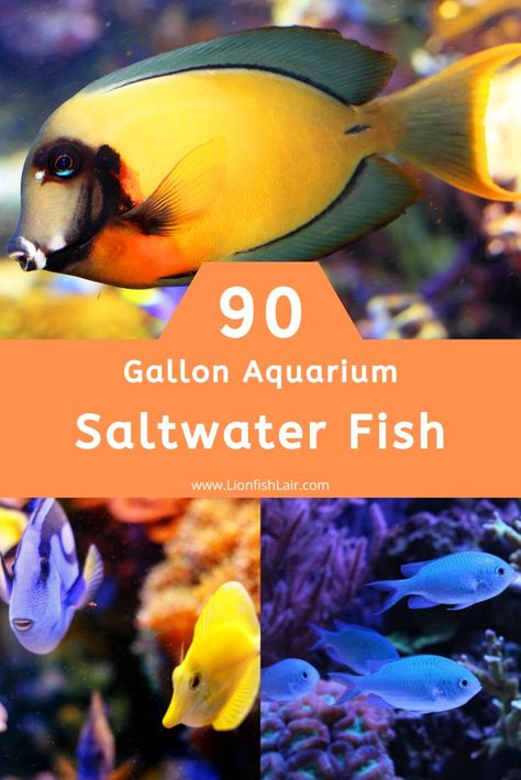 Here is our list consisting of the best saltwater fish for a 90 gallon tank (aquarium). You will be surprised by how many beautiful and colorful fish you can unlock with this sized aquarium! Salt Water Fish Tank, Saltwater Aquarium Beginner, Salt Water Aquarium, Saltwater Aquarium Fish, Saltwater Fish Tanks, Fish Varieties, Salt Water Fish, Fishing For Beginners, Aquarium Tank