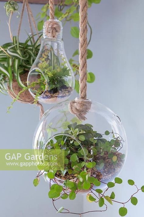 A stylish glass Terrarium planted with Muehlenbeckia complexa hanging indoors Hanging Plant Terrarium, Hanging Glass Globes Plants, Hanging Glass Terrarium Ideas, Muehlenbeckia Complexa, Hanging Houseplants, Hanging Plant Ideas, Glass Bowl Terrarium, Physio Clinic, Hanging Glass Planters