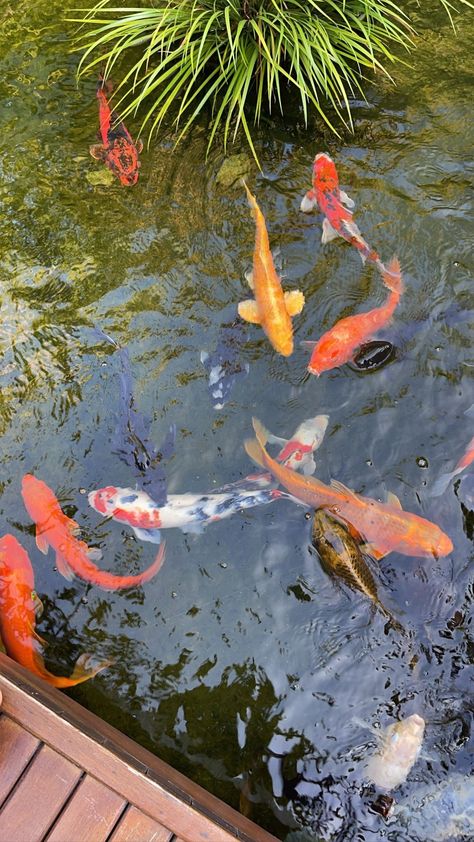 Koi Fish Photography, Koi Fish Garden, Pond Photography, Fish In Water, Fish Photography, Friends Party Night, Sustained Investigation, Account Aesthetic, Fish Garden