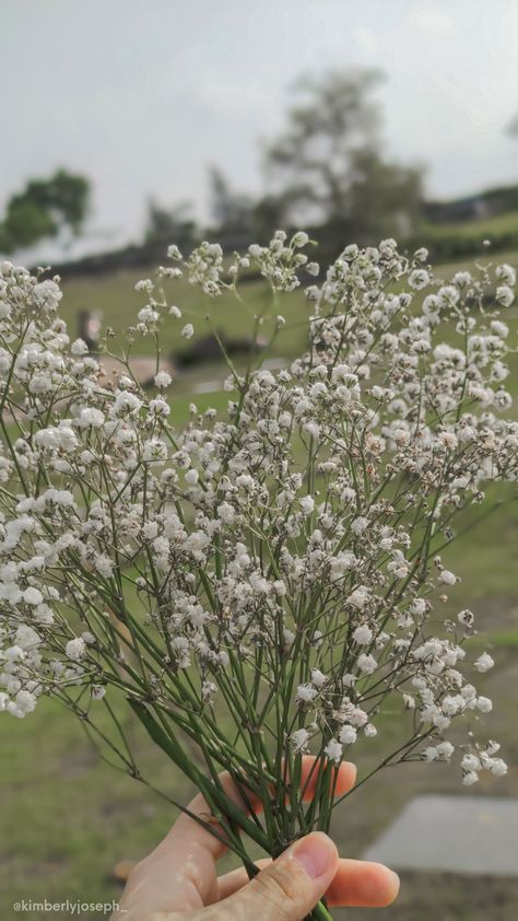 Buckwheat Flower Aesthetic, Baby Breath Flower Aesthetic, Peyton Aesthetic, Babys Breath Aesthetic, Pasandida Aurat, Garden Core, Buckwheat Flower, Flower Aesthetics, Fav Flower