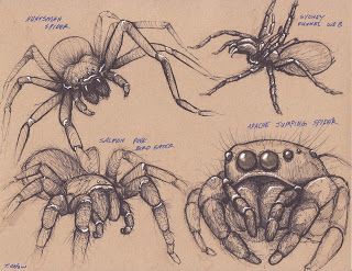 How To Draw Insects, Draw Insects, Elements Of Design Shape, Entomology Illustration, Drawing Street, Biology Drawing, Spider Illustration, Spider Drawing, Bug Art