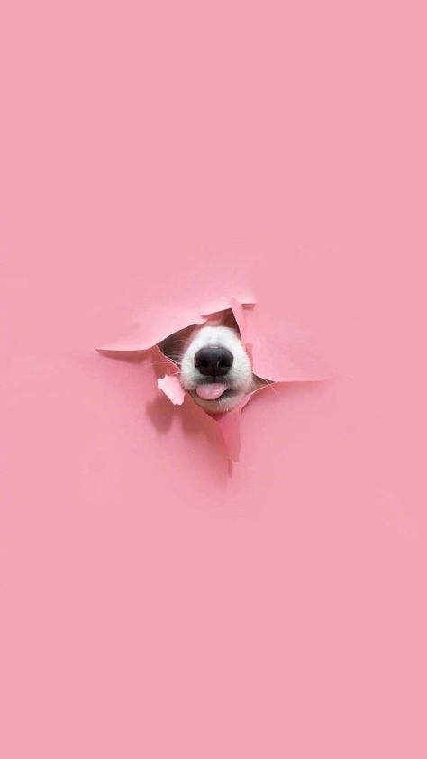 Cool Dog Wallpaper, Pink Dog Wallpaper, Dog Wallpaper Aesthetic, Cute Dogs Wallpaper, Pets Aesthetic, Dog Wallpaper Iphone, Dog Wallpapers, Dog Background, Wallpaper Dog