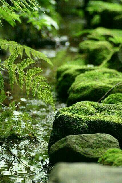 moss & ferns