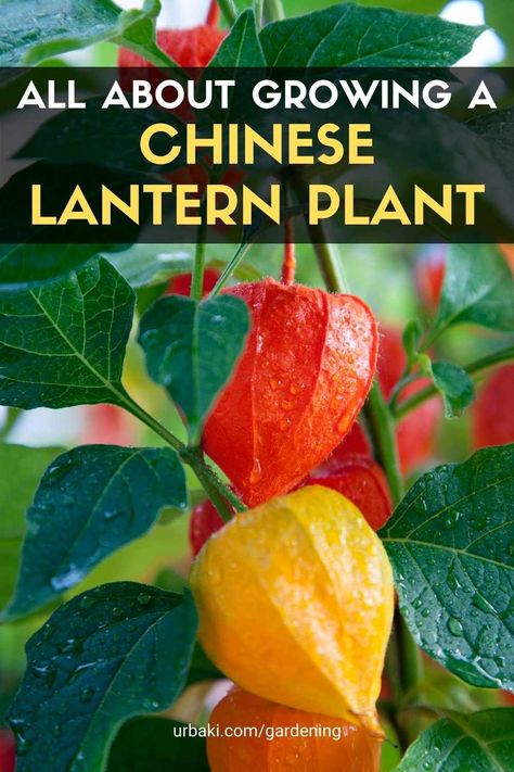 Chinese Lantern Plant Tattoo, Chinese Money Plant Propagation, Chinese Lantern Plant, Lantern Plant, Asian Plants, Chinese Lantern Release, Chinese Lanterns Plant, Plant Leaves Turning Yellow, Cherry Plant