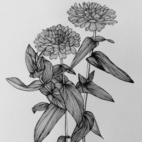 Zinnia Flowers Tattoo, Zinnia Flowers Drawing, Lil Tatoos, Zinnia Drawing, Zinnia Tattoo, Zinnia Flowers, Flowers Instagram, Cute Little Tattoos, Sketch Ideas