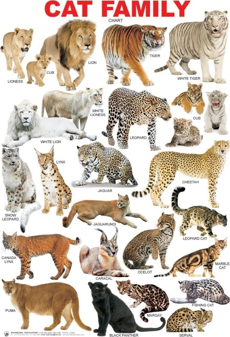 Wild Cat Breeds, Wild Cat Species, Animals Name In English, Animal Infographic, Animals Name, Cat Species, Exotic Cats, Types Of Cats, Big Cats Art