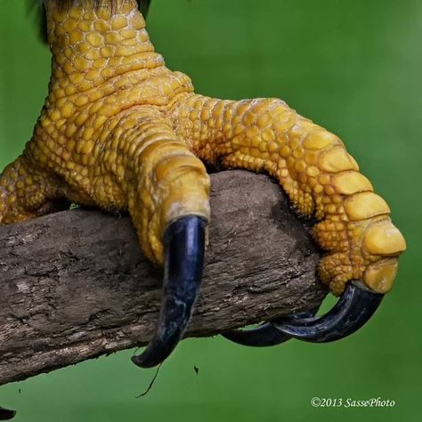 Eagle grip - just look at how strong those claws are - and how thick! References Animals, Bird Study, Eagle Talon, Bird Reference, Eagle Images, Eagle Pictures, Eagle Claw, American Bald Eagle, Bald Eagles