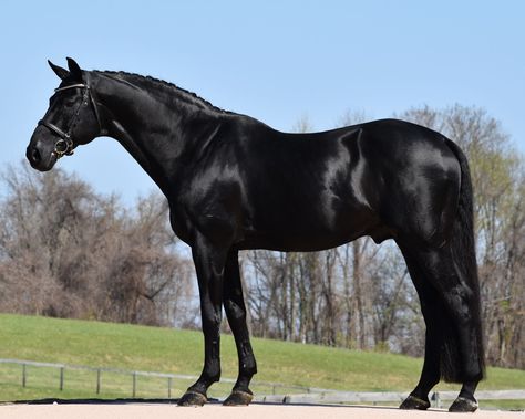 Rubinero (Rubinstein I-Ex Libris) 1999 Oldenburg stallion available for breeding through Hilltop Farm, Inc. Approved GOV, AHS, Rhineland, ISR/Oldenburg, & Westfalen. For more information contact breeding@hilltopfarminc.com #blackstallion #FEI #dressage #htfstallion Equestrian Clothes, Warmblood Horses, Cow Boys, Horse Dressage, Black Stallion, Andalusian Horse, Black Horses, Most Beautiful Horses, Friesian Horse