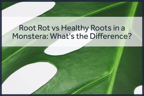 Monstera are known for their large, lush leaves and unique, holey foliage. But as much as we love our Monstera plants, they can sometimes fall victim to root rot, a common issue that can quickly take a turn for the worse if not addressed promptly. In this article, we’ll discuss the signs of root rot … Root Rot vs Healthy Roots in a Monstera: What’s the Difference and How to Save Your Monstera Plant Read More » The post Root Rot vs Healthy Roots in a Monstera: What’s Monstera Plant, Plant Health, Living A Healthy Life, Plant Collection, Black Spot, Save Yourself, Plants