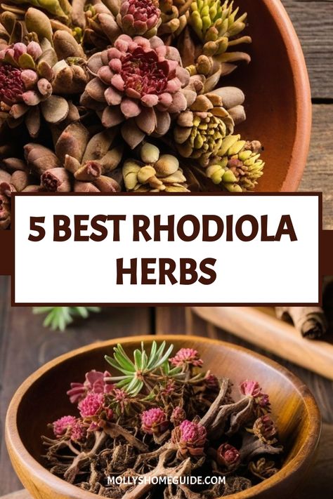 Rhodiola Benefits, Combat Burnout, Medicinal Herb, Rhodiola Rosea, Balance Hormones, Healthy Immune System, Ginkgo Biloba, Traditional Medicine, Healing Herbs