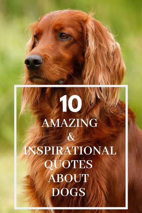 10 Amazing and Inspirational Quotes About Dogs #DogQuotes #InspiringDogQuotes #FamousQuotesAboutDogs Inspirational Dog Quotes, Dog Appreciation Quotes, Dog Trainer Quotes, Dog Lovers Quotes, Hachiko Dog, Quotes About Dogs, Best Dog Quotes, Animal Lover Quotes, Puppy Quotes