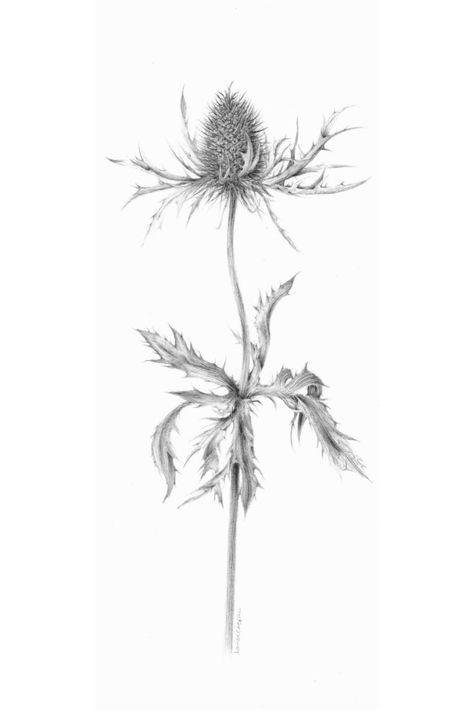 Eryngium Tattoo, Thistle Drawing, Sea Holly Tattoo, Scientific Illustration Tattoo Botanical Drawings, Thistle Line Drawing, Black And White Thistle Tattoo, Thistle Botanical Illustration, Elderflower Botanical Illustration, Botanical Art Drawing