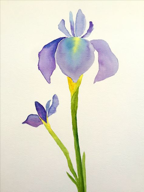 Watercolor iris. FranL Blue Iris Watercolor, Iris Drawing Simple, Iris Flowers Drawing, Watercolour Iris, Iris Flower Watercolor, Iris Watercolor Painting, Watercolor Violets, Iris Flower Painting, Iris Drawing